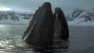 Whales And Seals Devour BILLIONS of Krill  Blue Planet  BBC Earth [upl. by Refiffej]