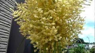 Beaucarnea recurvata blossoms 55 31 years old [upl. by Esened]