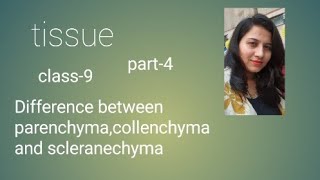 tissue parenchyma collenchyma scleranchyma htet cbse dsssb emrskvs2023 class9 chapter6 [upl. by Gitel]