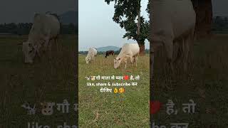 COW GRAZING A FIELD🐮🐄 yt video cow nature [upl. by Ahseinod38]