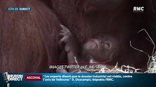 Java un bébé orangoutan est né au Jardin des Plantes à Paris [upl. by Sidney]