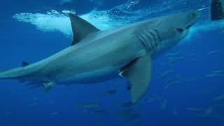 Guadalupe Island  Discovery Great White Shark Dive Day 1 [upl. by Ayotas]