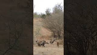 Clan of Hyena Chase Lioness [upl. by Roberson]