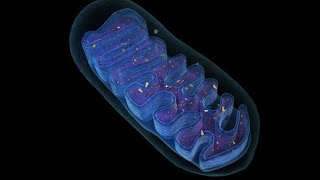 How Mitochondria Produce Energy  3D Animation  Structure and Function of mitochondria biology [upl. by Erina]