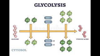 1 Carbohydrates GLYCOLYSIS شرح بالعربي [upl. by Namialus]