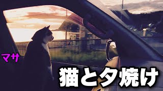 大雨を避けて猫とドライブ！驚くほど静かな最新ポータブル電源を持って海を見に行く【EcoFlow DELTA 3 Plus】 [upl. by Rawdon]