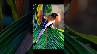 Rufous Treepie quotHarichachaquot হাঁড়িচাচা Bird Scratching foodsnatureworlds [upl. by Verda596]