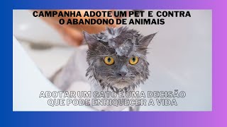 Adotar um gato é uma decisão que pode enriquecer a vida CAMPANHA ADOTE UM PET [upl. by Jemma]