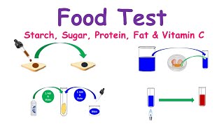 Food Test Experiments Testing for Starch Proteins Sugar Fats amp Vitamin C [upl. by Idalla974]