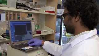 Harvard Researchers Use the Gel Doc™ EZ to Study Human Gene Function [upl. by Kcirrej]