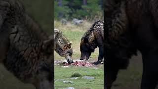 wolf eating with bear nature wildlife wolf bear ytshorts [upl. by Zechariah]