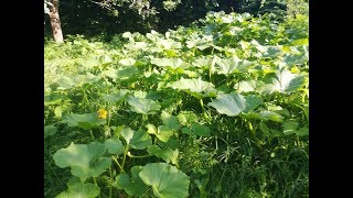 Angelika Fauser In die Zukunft gedacht autark ernähren aus dem Garten und der Natur [upl. by Gillan622]