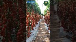 Tomatoes grown in Greenhouse with high yieldsPolyhouse construction🏗️ farming polyhouse capsicum [upl. by Vidovik]