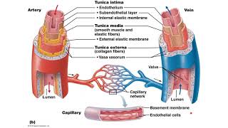 Aortic Dissection  causes symptoms diagnosis treatment pathology [upl. by Kieran810]