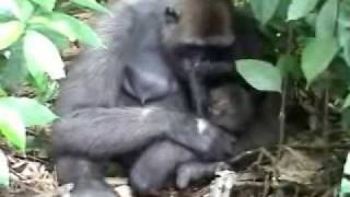 Rescued Gorilla Djeke in the Wild [upl. by Cheadle]