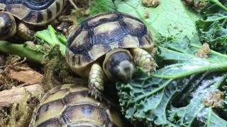 Watch baby marginated Tortoise chowing down on some kale caution super cute [upl. by Hillyer]