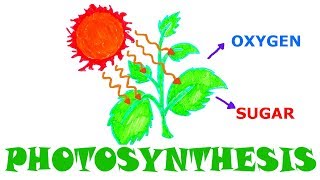 How Do Plants MAKE Energy w Illustration [upl. by Atteras599]