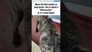 Respecting the Piloerection when cutting a Cane Corso dogs hair [upl. by Kauppi251]