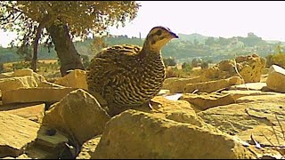 Francolin – Francolinus francolinus Φραγκολίνα ή αυτοτζινάρα ή κοστέσσερα πεθερά Θηλυκιά [upl. by Calendra]