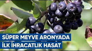 Süper Meyve Aronyada İlk İhracatlık Hasat  AGRO TV Haber [upl. by Cyrano]