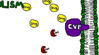 Mechanism of Cytochrome P450 CYP metabolism induction and inhibition [upl. by Ynnol569]