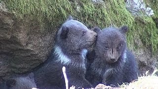 Nationalpark Bayer Wald Drei BabyBären kommen mit Mama aus Höhle [upl. by Filide15]