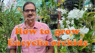 HOW TO GROW ENCYCLIA ORCHIDS [upl. by Lydon]