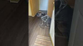 Banned Muzzled Bulldog Sees An Open Door Escape On His Mind dog xlbully bully dogwalk [upl. by Lazar967]