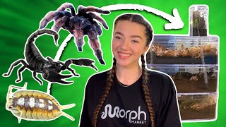 Rehousing TARANTULAS SCORPIONS and ISOPODS [upl. by Ayekin]