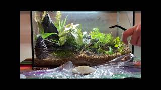 Underwater Jungle 55 gallon aquascape timelapse building the shrimp paradise [upl. by Fay]