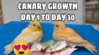 CANARY GROWTH FROM DAY 1 TO DAY 30  CANARY GROWTH STAGES [upl. by Kern802]