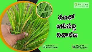 వరిలో ఆకునల్లీ నివారణ  Leaf Mite Management in Paddy [upl. by Worra]