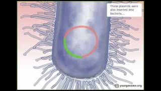 How the Human Genome was sequenced [upl. by Nohsyar]