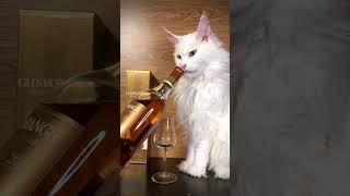 GLENMORANGIE THE NECTAR DOR amp WHITE MAINECOON mainecoon メインクーン 猫のいる暮らし whitecat deafcat [upl. by Oal376]