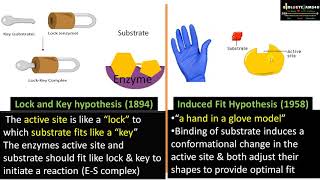 Difference between Lock and key and Induced Fit Model  Why is Induced Fit model more accepted [upl. by Khajeh]