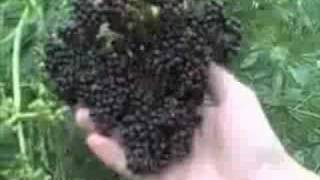 EatTheWeeds Episode 29 Elderberries [upl. by Emeric]