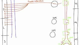 Autonomic Nerves of the Abdomen [upl. by Euqininod447]