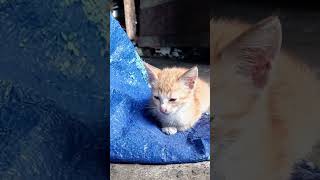 Kittens First Rainy Day Adventure cat cute shortvideo [upl. by Brass]