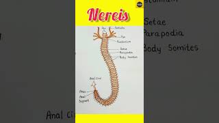 How to draw quot Nereis quot diagram  Nereis Diagram  TheDrawingAcumen [upl. by Airamana]