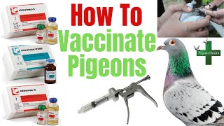 Pigeon Vaccination How to Vaccinate Pigeons English Tipplers Racing Pigeons Show Pigeons Paramyxo [upl. by Ambrose]