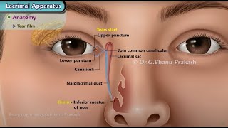 Diseases of Lacrimal Apparatus 💧 👁  Ophthalmology Lecture [upl. by Atiuqehc776]