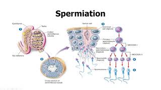 Spermatogenesis made easy Prefertilization events of sexual reproductionMale reproductive system [upl. by Cally531]