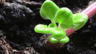 Fresh young leaves growing out of a stem  African Violet Saintpaulias [upl. by Rehsu]