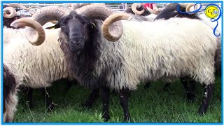 FERIA DE GANADO EN GURIEZO CANTABRIA 2022 exposición caprino y ovino [upl. by Annaiv]