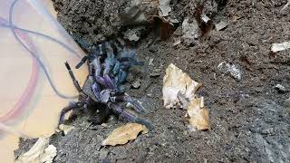 Pamphobeteus ultramarinus mating 5th female 2nd season [upl. by Mirielle]