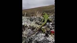 Lagarto Collarejo Stenocercus cf trachycephalus Páramo Sumapaz Bogotá [upl. by Jar]