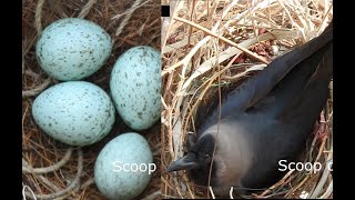 crow laying six eggs in the nest [upl. by Erland]