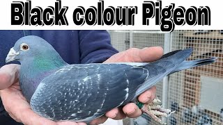 Best racing pigeon  taiwan racing pigeon 2021 taiwan racing pigeon champion [upl. by Eimoan]