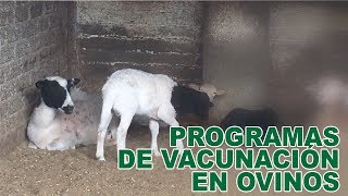 PROGRAMAS DE VACUNACIÓN EN OVINOS [upl. by Helen]