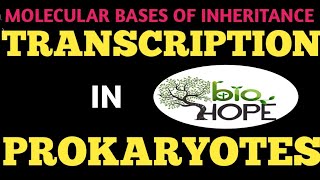 TRANSCRIPTION IN PROKARYOTES FOR CLASS 12TH BIOLOGY AND NEET EXAM STUDENTS BY SHAREEF SIR [upl. by Irisa]